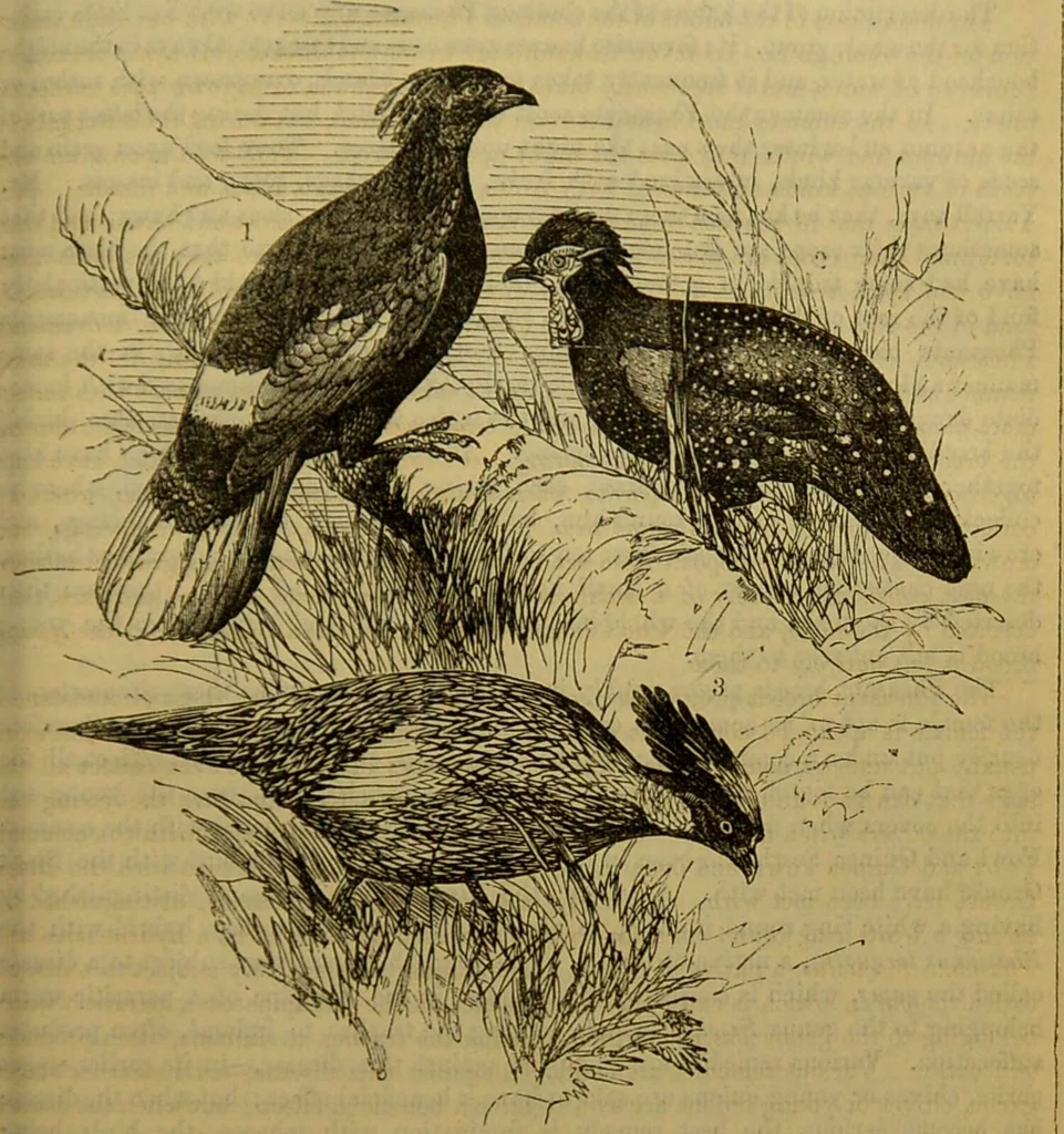 An illustration from A natural history of the animal kingdom : being a systematic and popular description of the habits, structure, and classification of animals, from the lowest to the highest forms. Arranged according to their organisation / by W. S. Dallas., 1860, leaf 495