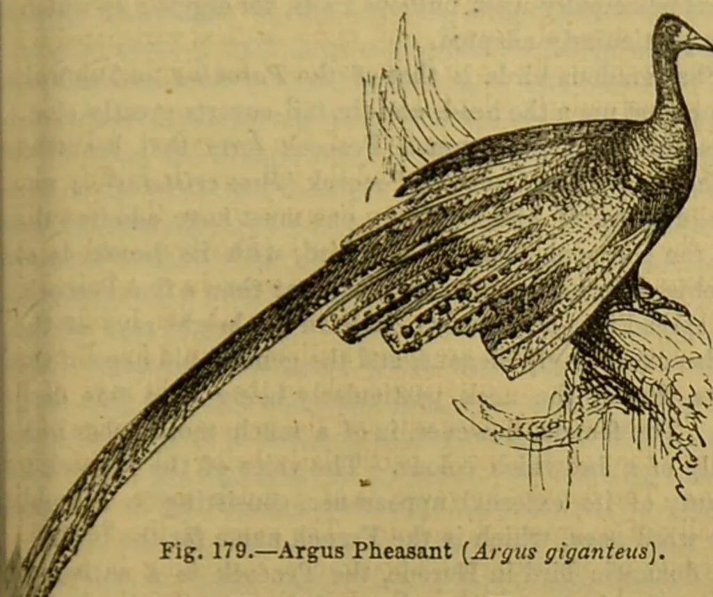 An illustration from A natural history of the animal kingdom : being a systematic and popular description of the habits, structure, and classification of animals, from the lowest to the highest forms. Arranged according to their organisation / by W. S. Dallas., 1860, leaf 497