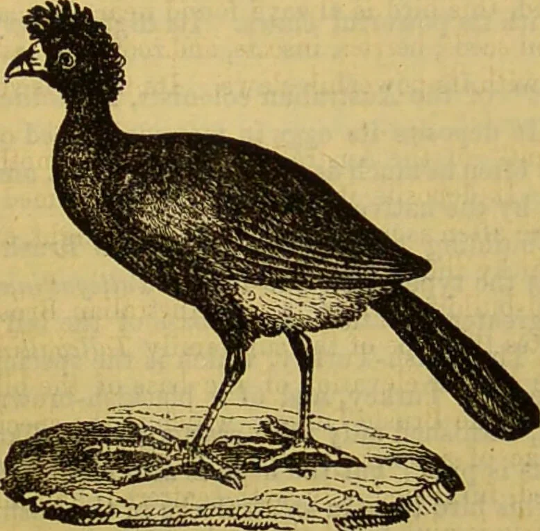 An illustration from A natural history of the animal kingdom : being a systematic and popular description of the habits, structure, and classification of animals, from the lowest to the highest forms. Arranged according to their organisation / by W. S. Dallas., 1860, leaf 500