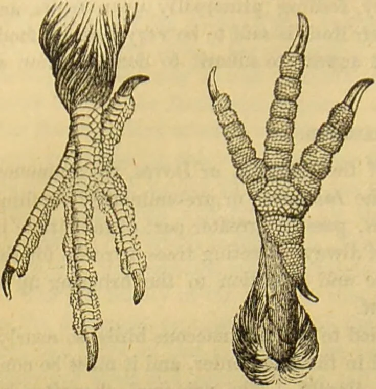 An illustration from A natural history of the animal kingdom : being a systematic and popular description of the habits, structure, and classification of animals, from the lowest to the highest forms. Arranged according to their organisation / by W. S. Dallas., 1860, leaf 502