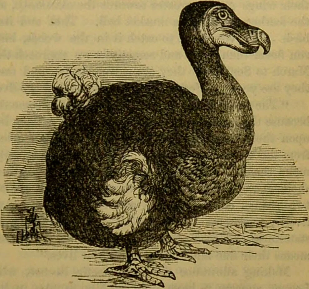 An illustration from A natural history of the animal kingdom : being a systematic and popular description of the habits, structure, and classification of animals, from the lowest to the highest forms. Arranged according to their organisation / by W. S. Dallas., 1860, leaf 503