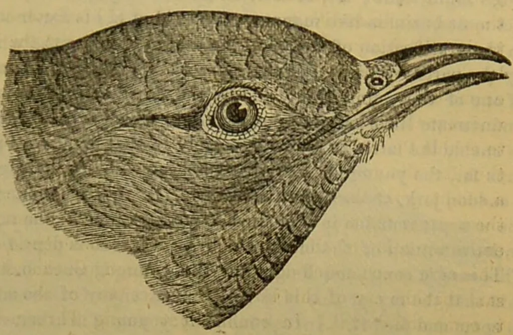 An illustration from A natural history of the animal kingdom : being a systematic and popular description of the habits, structure, and classification of animals, from the lowest to the highest forms. Arranged according to their organisation / by W. S. Dallas., 1860, leaf 509