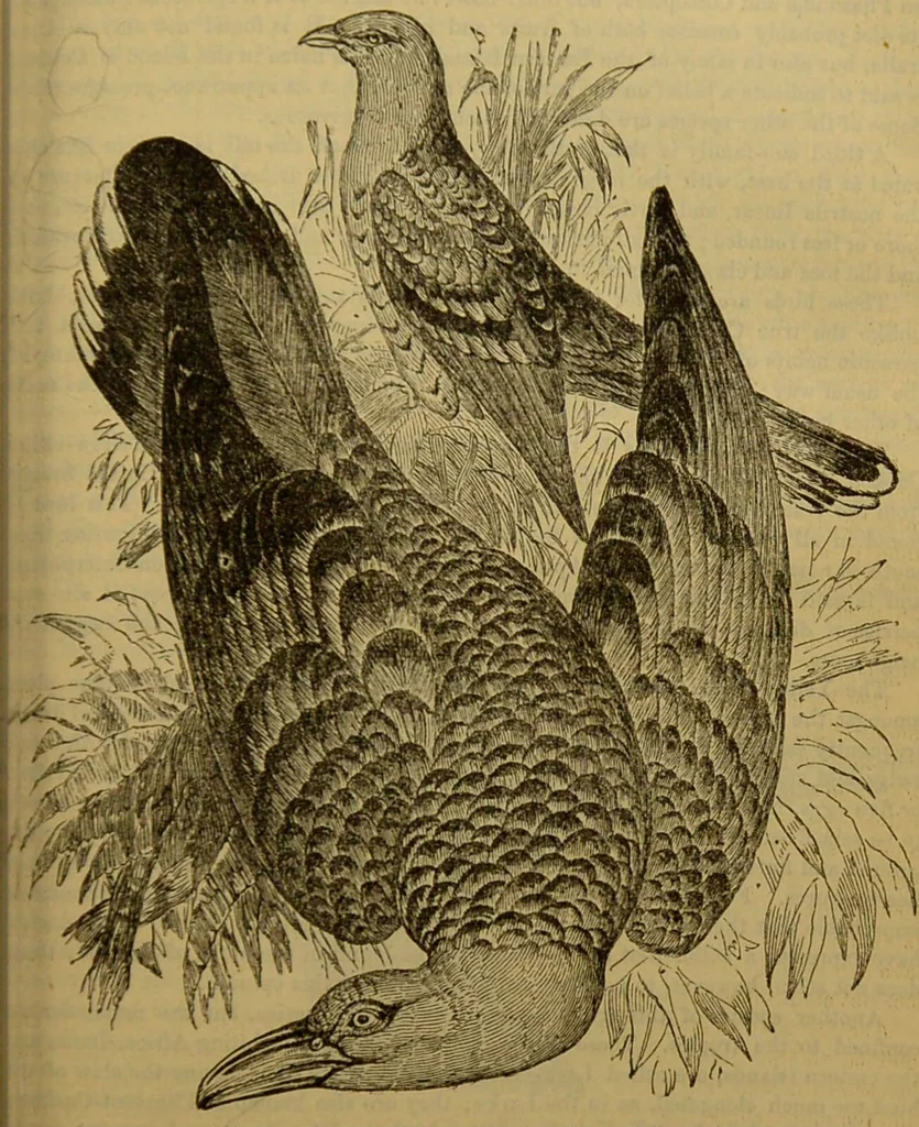 An illustration from A natural history of the animal kingdom : being a systematic and popular description of the habits, structure, and classification of animals, from the lowest to the highest forms. Arranged according to their organisation / by W. S. Dallas., 1860, leaf 511