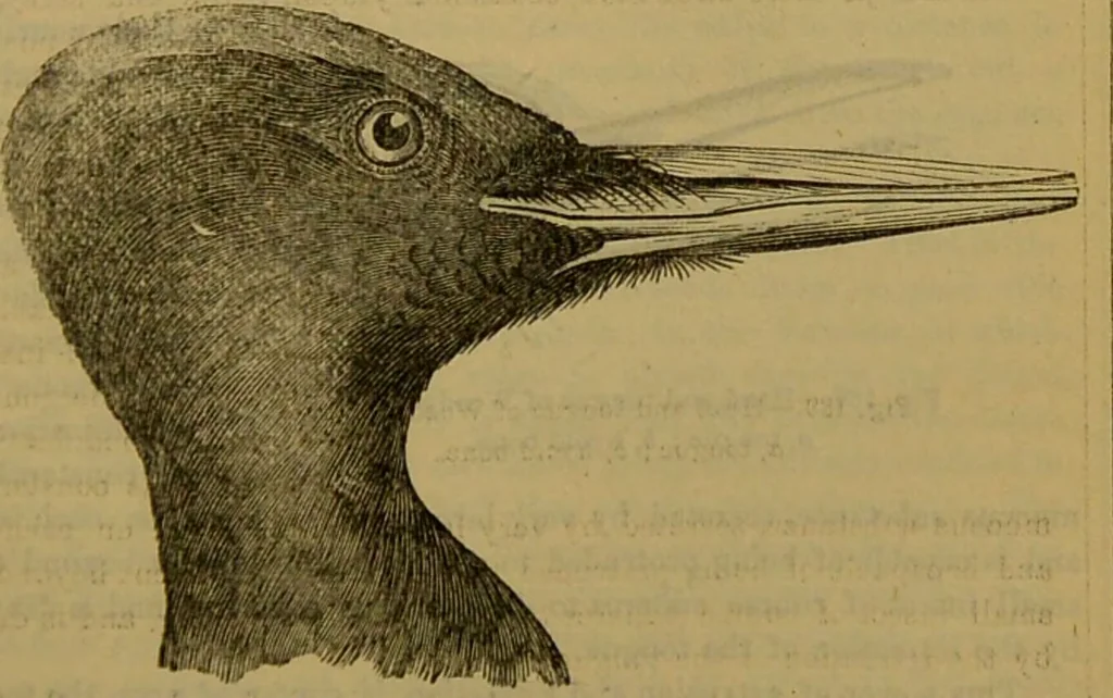 An illustration from A natural history of the animal kingdom : being a systematic and popular description of the habits, structure, and classification of animals, from the lowest to the highest forms. Arranged according to their organisation / by W. S. Dallas., 1860, leaf 513
