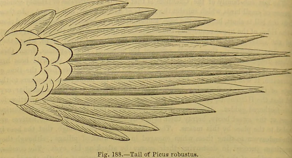 An illustration from A natural history of the animal kingdom : being a systematic and popular description of the habits, structure, and classification of animals, from the lowest to the highest forms. Arranged according to their organisation / by W. S. Dallas., 1860, leaf 514