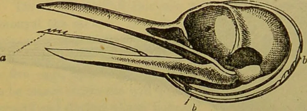 An illustration from A natural history of the animal kingdom : being a systematic and popular description of the habits, structure, and classification of animals, from the lowest to the highest forms. Arranged according to their organisation / by W. S. Dallas., 1860, leaf 514
