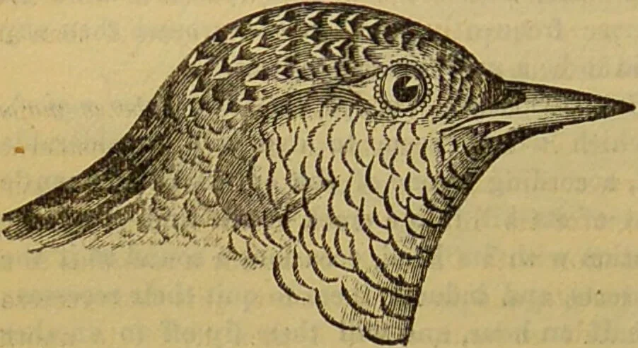 An illustration from A natural history of the animal kingdom : being a systematic and popular description of the habits, structure, and classification of animals, from the lowest to the highest forms. Arranged according to their organisation / by W. S. Dallas., 1860, leaf 516