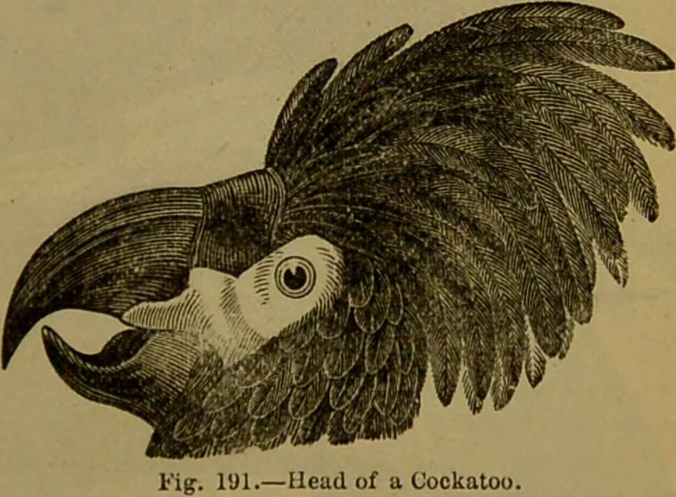 An illustration from A natural history of the animal kingdom : being a systematic and popular description of the habits, structure, and classification of animals, from the lowest to the highest forms. Arranged according to their organisation / by W. S. Dallas., 1860, leaf 517