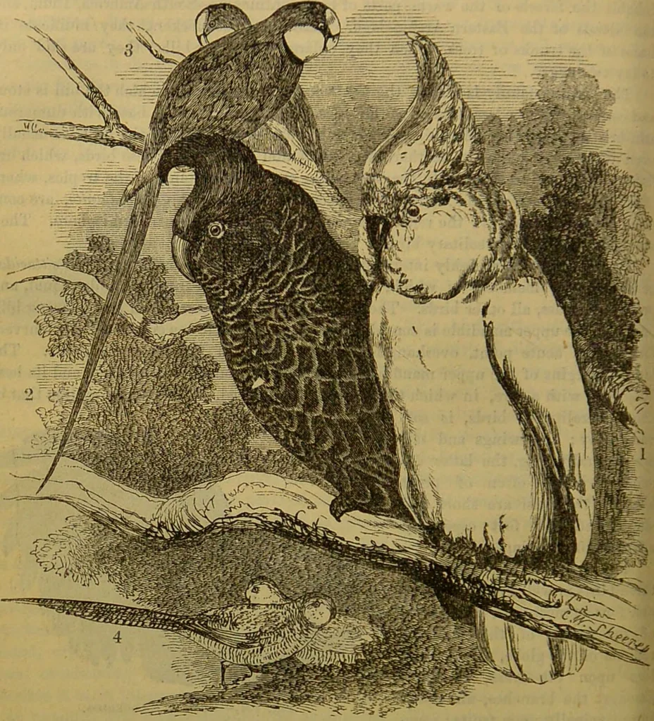 An illustration from A natural history of the animal kingdom : being a systematic and popular description of the habits, structure, and classification of animals, from the lowest to the highest forms. Arranged according to their organisation / by W. S. Dallas., 1860, leaf 518