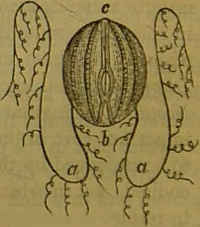 An illustration from A natural history of the animal kingdom : being a systematic and popular description of the habits, structure, and classification of animals, from the lowest to the highest forms. Arranged according to their organisation / by W. S. Dallas., 1860, leaf 52