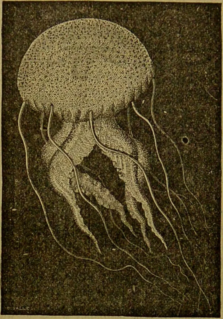 An illustration from A natural history of the animal kingdom : being a systematic and popular description of the habits, structure, and classification of animals, from the lowest to the highest forms. Arranged according to their organisation / by W. S. Dallas., 1860, leaf 52