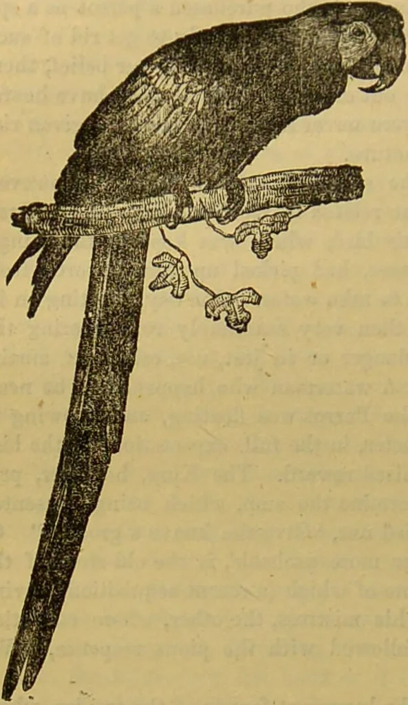 An illustration from A natural history of the animal kingdom : being a systematic and popular description of the habits, structure, and classification of animals, from the lowest to the highest forms. Arranged according to their organisation / by W. S. Dallas., 1860, leaf 522
