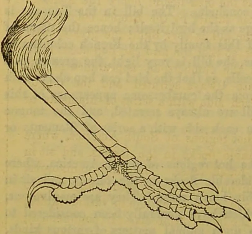 An illustration from A natural history of the animal kingdom : being a systematic and popular description of the habits, structure, and classification of animals, from the lowest to the highest forms. Arranged according to their organisation / by W. S. Dallas., 1860, leaf 526