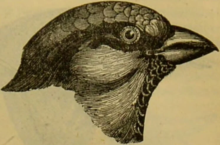 An illustration from A natural history of the animal kingdom : being a systematic and popular description of the habits, structure, and classification of animals, from the lowest to the highest forms. Arranged according to their organisation / by W. S. Dallas., 1860, leaf 527