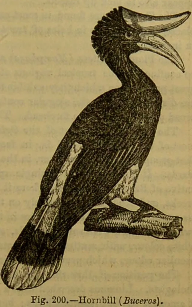 An illustration from A natural history of the animal kingdom : being a systematic and popular description of the habits, structure, and classification of animals, from the lowest to the highest forms. Arranged according to their organisation / by W. S. Dallas., 1860, leaf 529