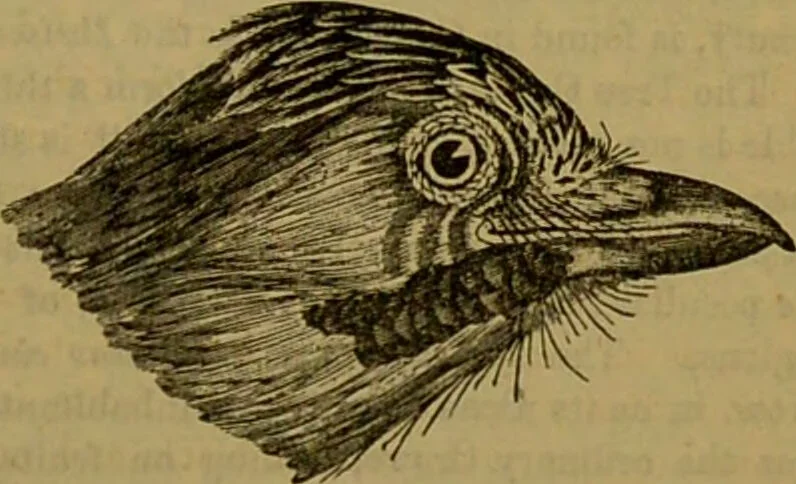 An illustration from A natural history of the animal kingdom : being a systematic and popular description of the habits, structure, and classification of animals, from the lowest to the highest forms. Arranged according to their organisation / by W. S. Dallas., 1860, leaf 531
