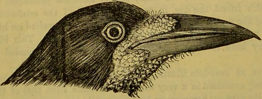 An illustration from A natural history of the animal kingdom : being a systematic and popular description of the habits, structure, and classification of animals, from the lowest to the highest forms. Arranged according to their organisation / by W. S. Dallas., 1860, leaf 534