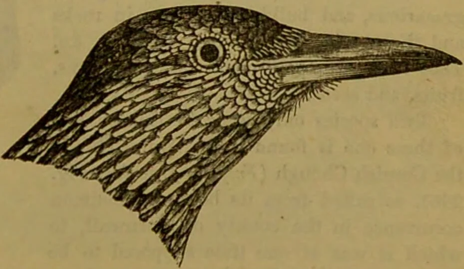 An illustration from A natural history of the animal kingdom : being a systematic and popular description of the habits, structure, and classification of animals, from the lowest to the highest forms. Arranged according to their organisation / by W. S. Dallas., 1860, leaf 535