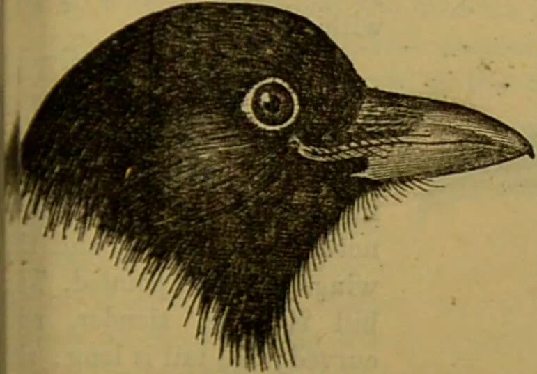 An illustration from A natural history of the animal kingdom : being a systematic and popular description of the habits, structure, and classification of animals, from the lowest to the highest forms. Arranged according to their organisation / by W. S. Dallas., 1860, leaf 535