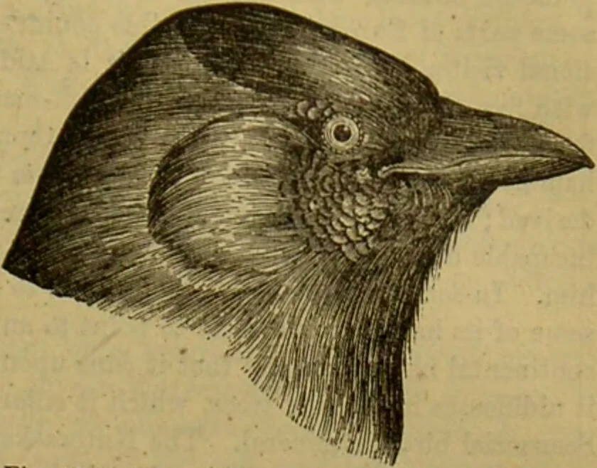 An illustration from A natural history of the animal kingdom : being a systematic and popular description of the habits, structure, and classification of animals, from the lowest to the highest forms. Arranged according to their organisation / by W. S. Dallas., 1860, leaf 535