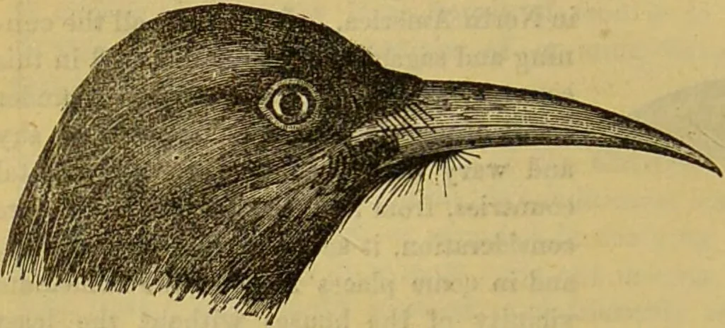 An illustration from A natural history of the animal kingdom : being a systematic and popular description of the habits, structure, and classification of animals, from the lowest to the highest forms. Arranged according to their organisation / by W. S. Dallas., 1860, leaf 536