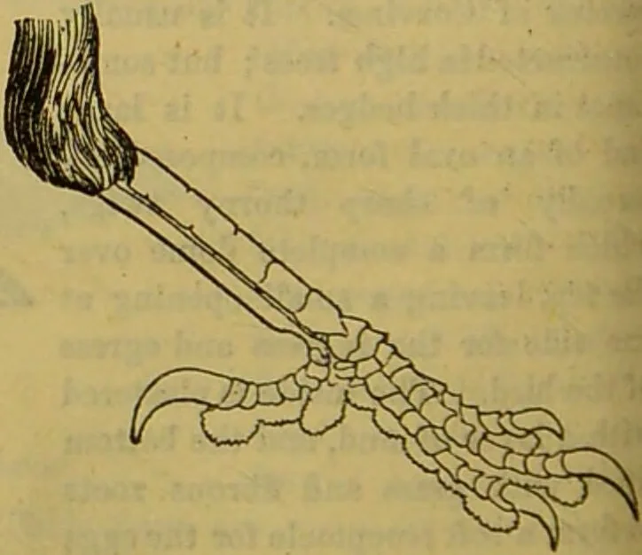 An illustration from A natural history of the animal kingdom : being a systematic and popular description of the habits, structure, and classification of animals, from the lowest to the highest forms. Arranged according to their organisation / by W. S. Dallas., 1860, leaf 536