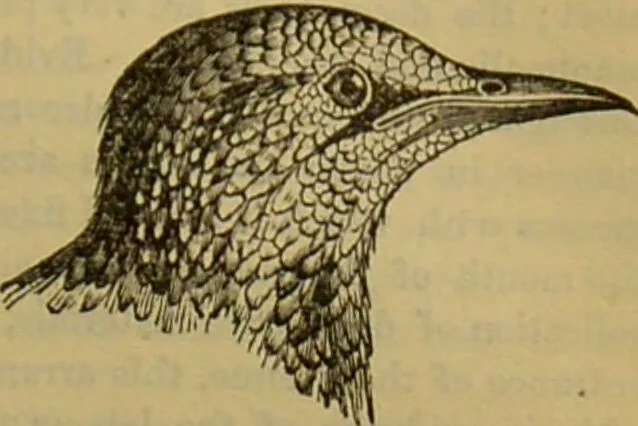 An illustration from A natural history of the animal kingdom : being a systematic and popular description of the habits, structure, and classification of animals, from the lowest to the highest forms. Arranged according to their organisation / by W. S. Dallas., 1860, leaf 539