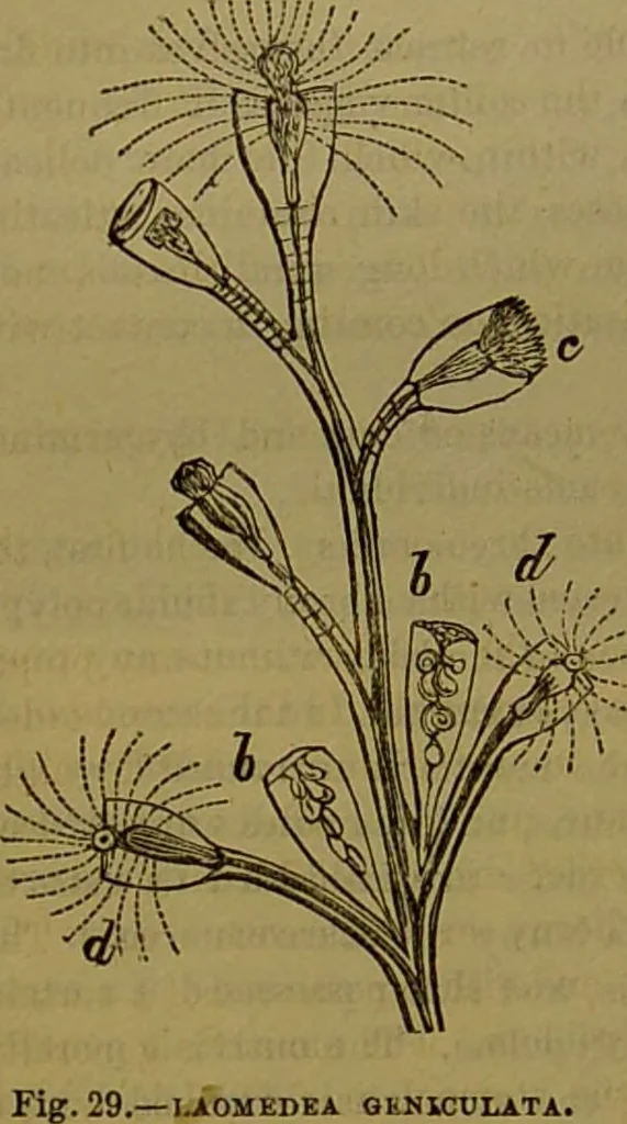 An illustration from A natural history of the animal kingdom : being a systematic and popular description of the habits, structure, and classification of animals, from the lowest to the highest forms. Arranged according to their organisation / by W. S. Dallas., 1860, leaf 54