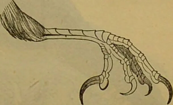An illustration from A natural history of the animal kingdom : being a systematic and popular description of the habits, structure, and classification of animals, from the lowest to the highest forms. Arranged according to their organisation / by W. S. Dallas., 1860, leaf 545