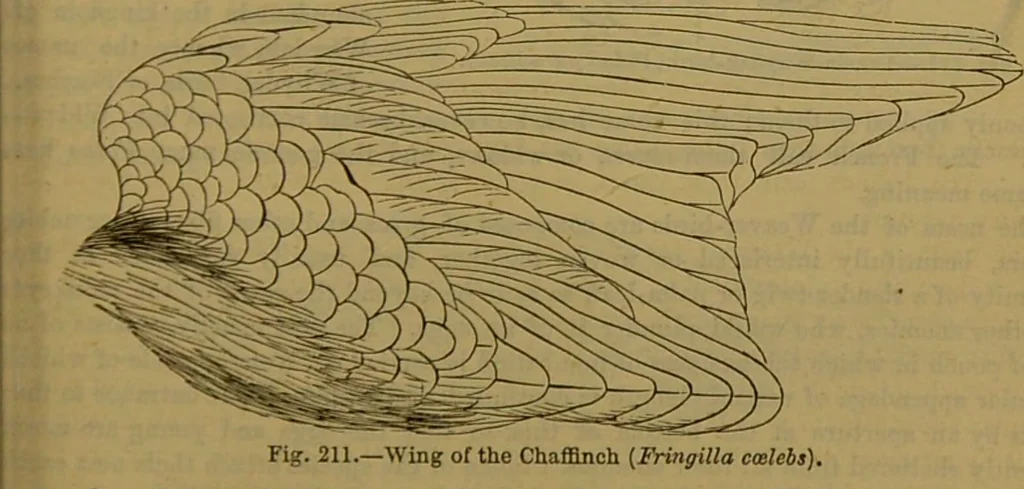 An illustration from A natural history of the animal kingdom : being a systematic and popular description of the habits, structure, and classification of animals, from the lowest to the highest forms. Arranged according to their organisation / by W. S. Dallas., 1860, leaf 545