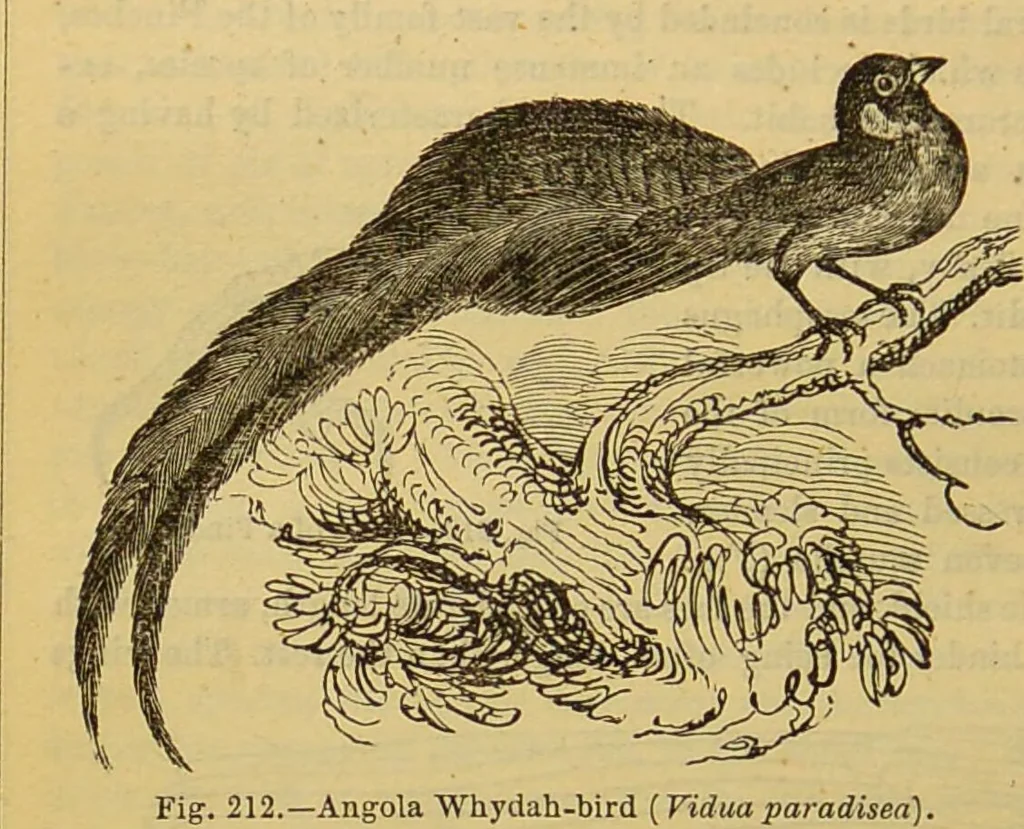 An illustration from A natural history of the animal kingdom : being a systematic and popular description of the habits, structure, and classification of animals, from the lowest to the highest forms. Arranged according to their organisation / by W. S. Dallas., 1860, leaf 546