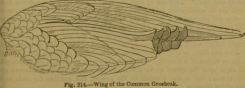 An illustration from A natural history of the animal kingdom : being a systematic and popular description of the habits, structure, and classification of animals, from the lowest to the highest forms. Arranged according to their organisation / by W. S. Dallas., 1860, leaf 547