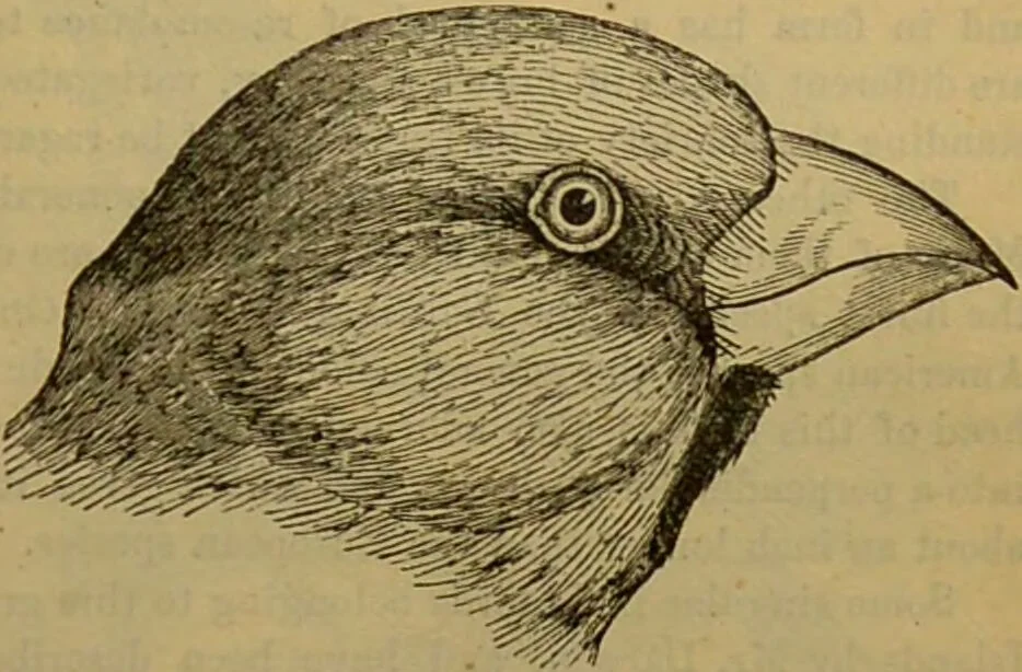 An illustration from A natural history of the animal kingdom : being a systematic and popular description of the habits, structure, and classification of animals, from the lowest to the highest forms. Arranged according to their organisation / by W. S. Dallas., 1860, leaf 547