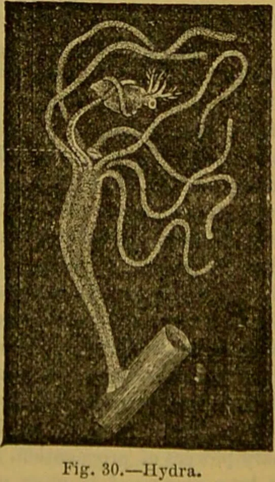 An illustration from A natural history of the animal kingdom : being a systematic and popular description of the habits, structure, and classification of animals, from the lowest to the highest forms. Arranged according to their organisation / by W. S. Dallas., 1860, leaf 55