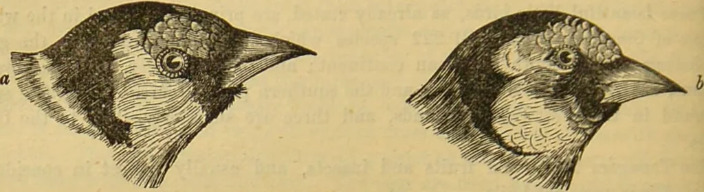 An illustration from A natural history of the animal kingdom : being a systematic and popular description of the habits, structure, and classification of animals, from the lowest to the highest forms. Arranged according to their organisation / by W. S. Dallas., 1860, leaf 550