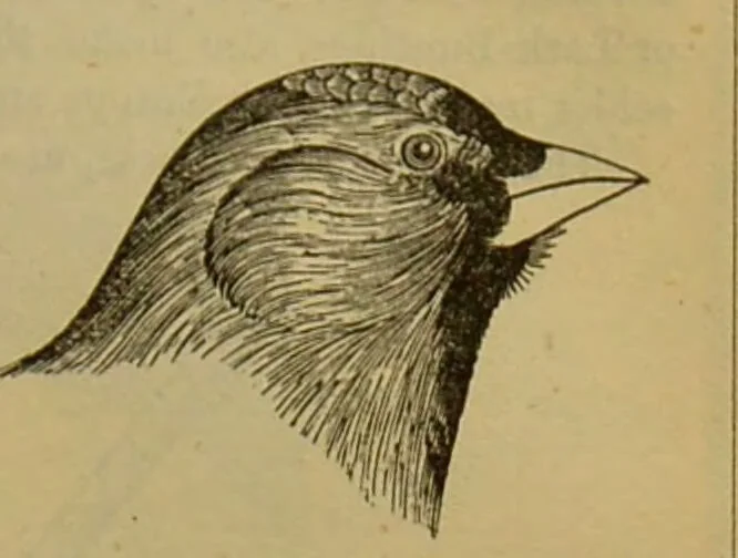 An illustration from A natural history of the animal kingdom : being a systematic and popular description of the habits, structure, and classification of animals, from the lowest to the highest forms. Arranged according to their organisation / by W. S. Dallas., 1860, leaf 551