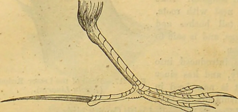 An illustration from A natural history of the animal kingdom : being a systematic and popular description of the habits, structure, and classification of animals, from the lowest to the highest forms. Arranged according to their organisation / by W. S. Dallas., 1860, leaf 552