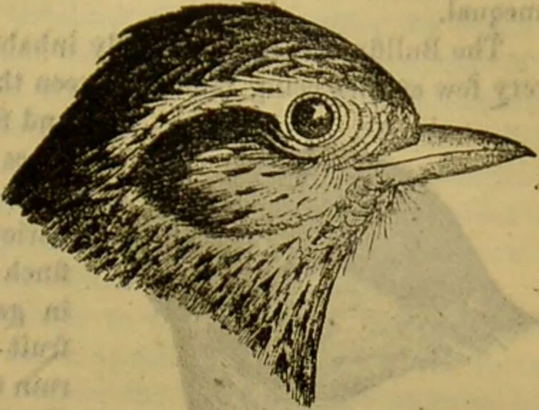 An illustration from A natural history of the animal kingdom : being a systematic and popular description of the habits, structure, and classification of animals, from the lowest to the highest forms. Arranged according to their organisation / by W. S. Dallas., 1860, leaf 553