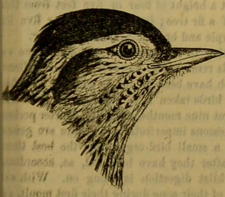 An illustration from A natural history of the animal kingdom : being a systematic and popular description of the habits, structure, and classification of animals, from the lowest to the highest forms. Arranged according to their organisation / by W. S. Dallas., 1860, leaf 553