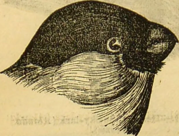 An illustration from A natural history of the animal kingdom : being a systematic and popular description of the habits, structure, and classification of animals, from the lowest to the highest forms. Arranged according to their organisation / by W. S. Dallas., 1860, leaf 554