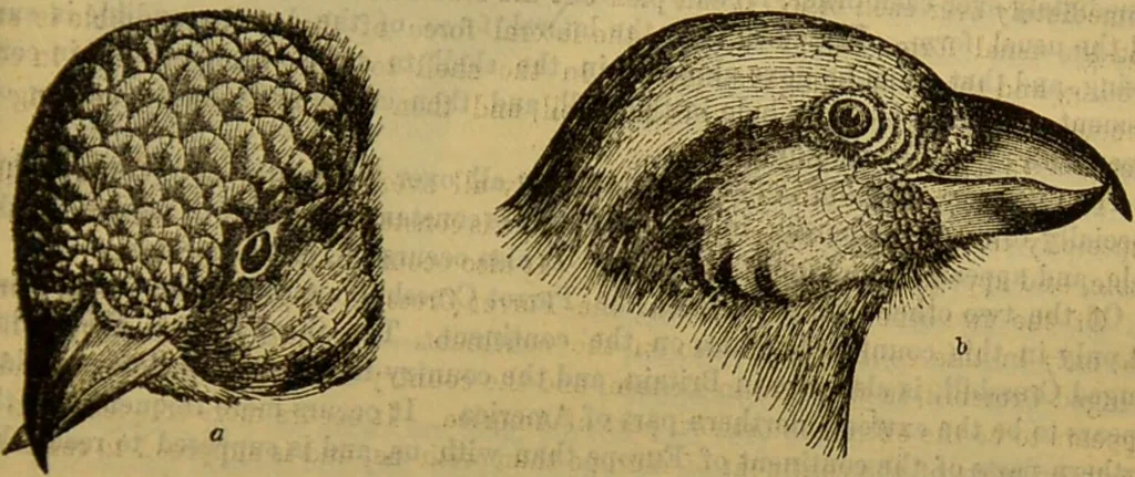 An illustration from A natural history of the animal kingdom : being a systematic and popular description of the habits, structure, and classification of animals, from the lowest to the highest forms. Arranged according to their organisation / by W. S. Dallas., 1860, leaf 555