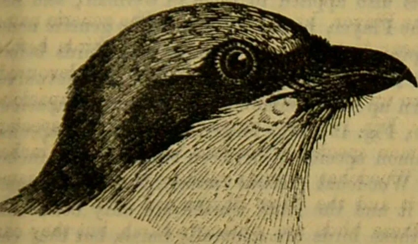 An illustration from A natural history of the animal kingdom : being a systematic and popular description of the habits, structure, and classification of animals, from the lowest to the highest forms. Arranged according to their organisation / by W. S. Dallas., 1860, leaf 557