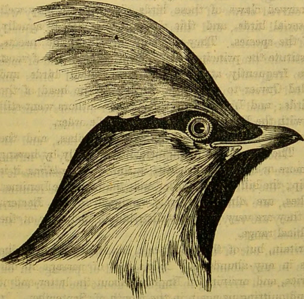An illustration from A natural history of the animal kingdom : being a systematic and popular description of the habits, structure, and classification of animals, from the lowest to the highest forms. Arranged according to their organisation / by W. S. Dallas., 1860, leaf 558