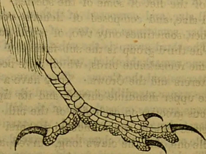 An illustration from A natural history of the animal kingdom : being a systematic and popular description of the habits, structure, and classification of animals, from the lowest to the highest forms. Arranged according to their organisation / by W. S. Dallas., 1860, leaf 559