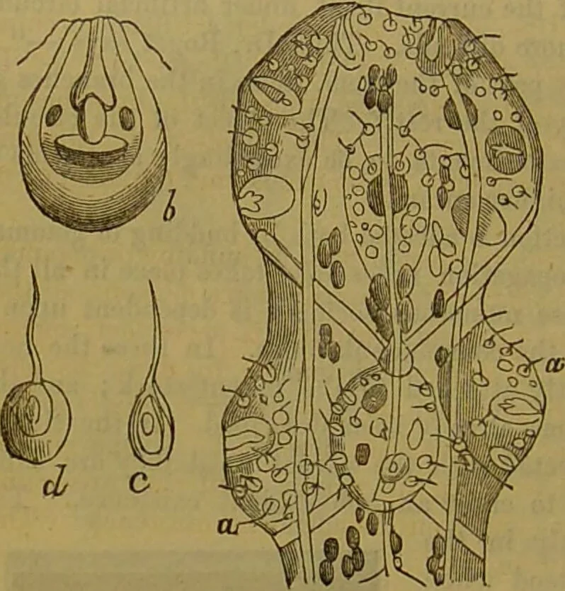 An illustration from A natural history of the animal kingdom : being a systematic and popular description of the habits, structure, and classification of animals, from the lowest to the highest forms. Arranged according to their organisation / by W. S. Dallas., 1860, leaf 56