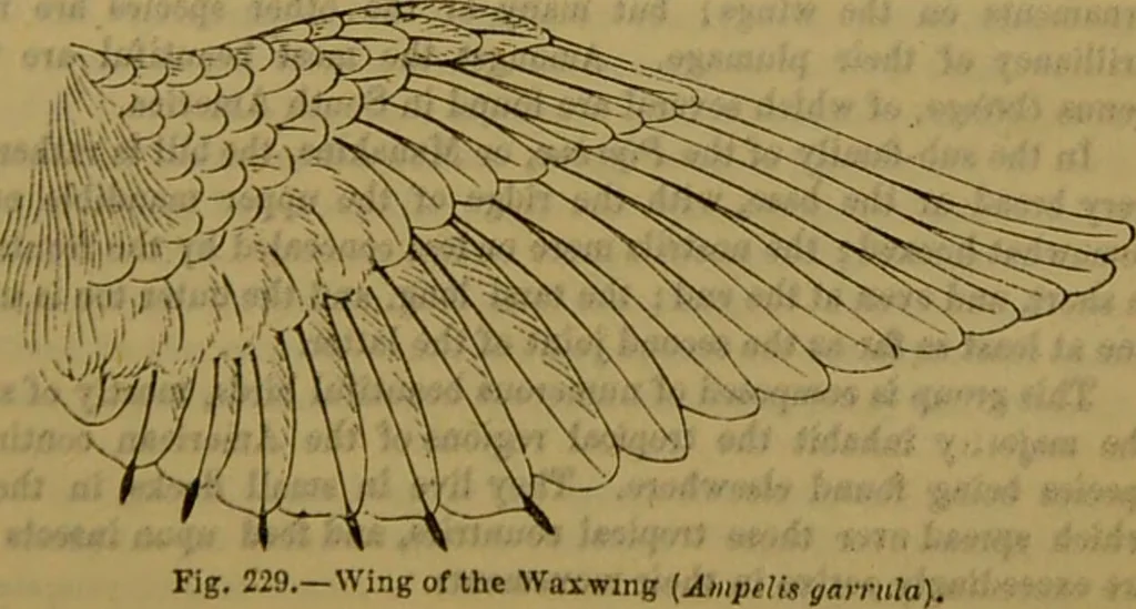 An illustration from A natural history of the animal kingdom : being a systematic and popular description of the habits, structure, and classification of animals, from the lowest to the highest forms. Arranged according to their organisation / by W. S. Dallas., 1860, leaf 561