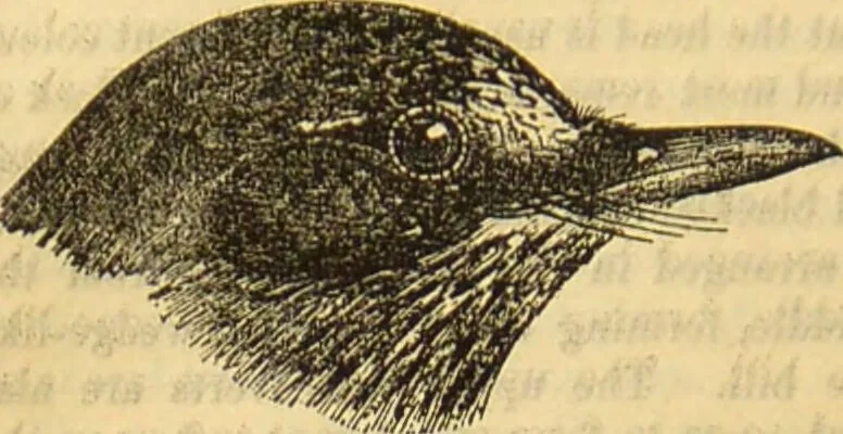 An illustration from A natural history of the animal kingdom : being a systematic and popular description of the habits, structure, and classification of animals, from the lowest to the highest forms. Arranged according to their organisation / by W. S. Dallas., 1860, leaf 564