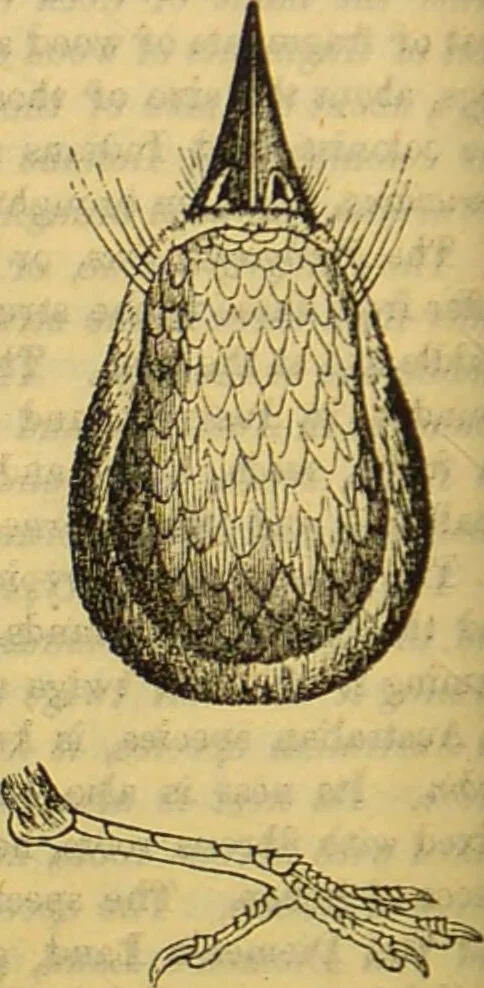 An illustration from A natural history of the animal kingdom : being a systematic and popular description of the habits, structure, and classification of animals, from the lowest to the highest forms. Arranged according to their organisation / by W. S. Dallas., 1860, leaf 564