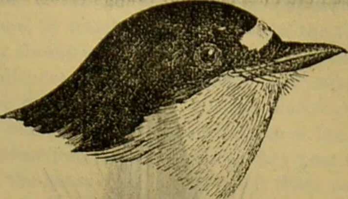 An illustration from A natural history of the animal kingdom : being a systematic and popular description of the habits, structure, and classification of animals, from the lowest to the highest forms. Arranged according to their organisation / by W. S. Dallas., 1860, leaf 567