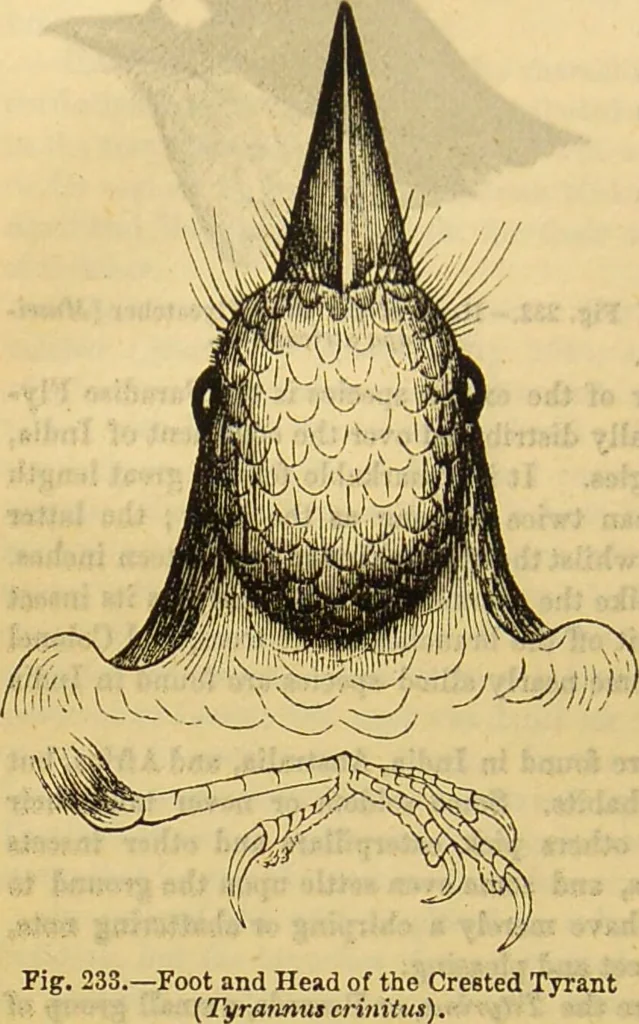 An illustration from A natural history of the animal kingdom : being a systematic and popular description of the habits, structure, and classification of animals, from the lowest to the highest forms. Arranged according to their organisation / by W. S. Dallas., 1860, leaf 568